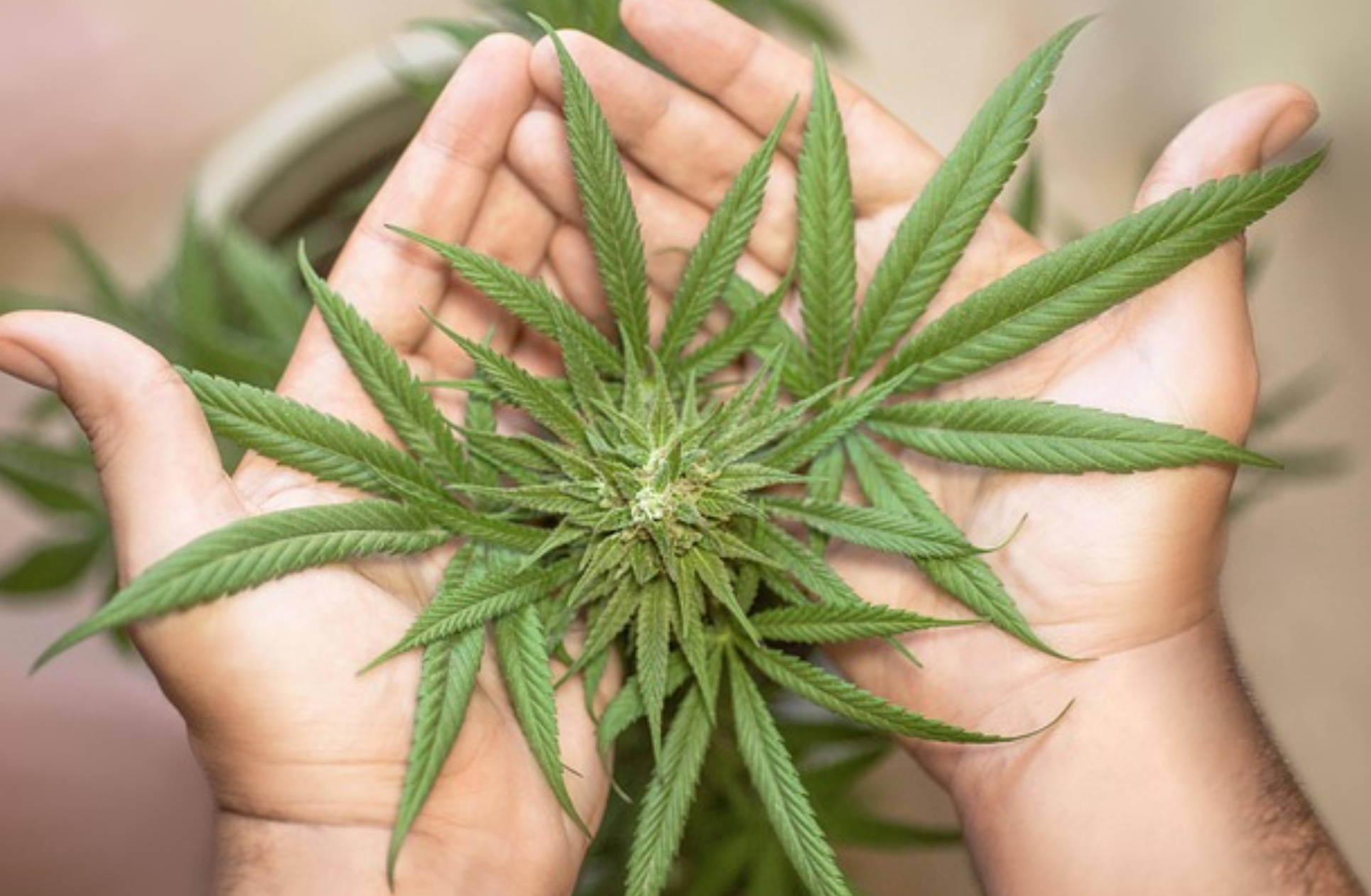 Ardent Cannabis Decarboxylators for Easy Edibles & Infusion