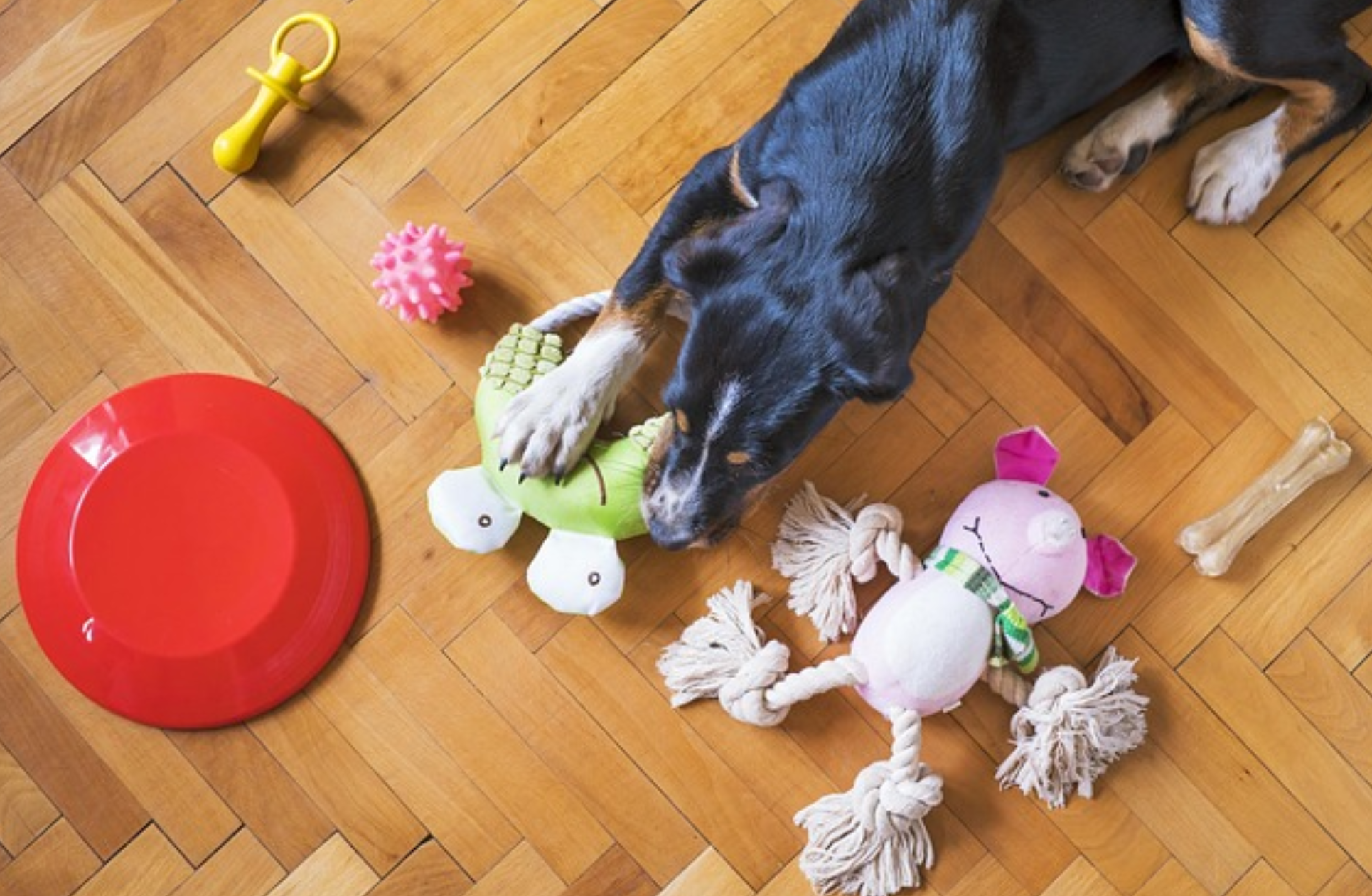 peaksNpaws: Natural, Healthy Chews for Dogs