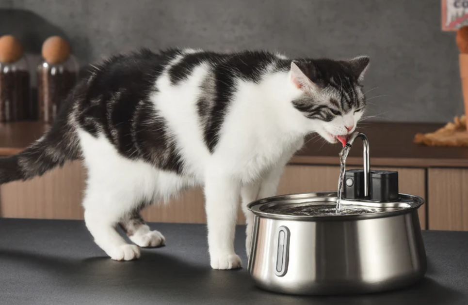 KittySpout