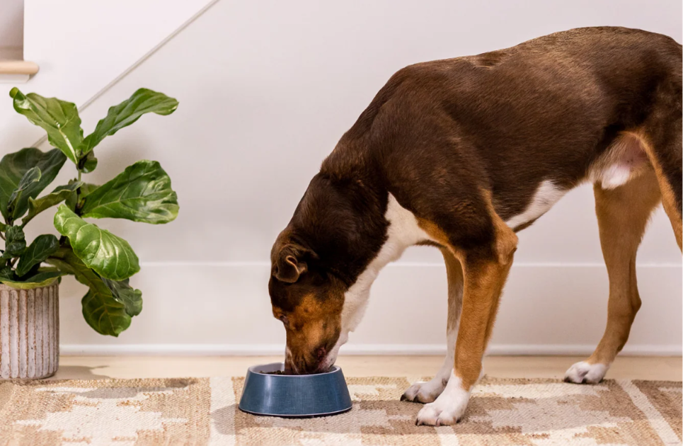open farm wet food