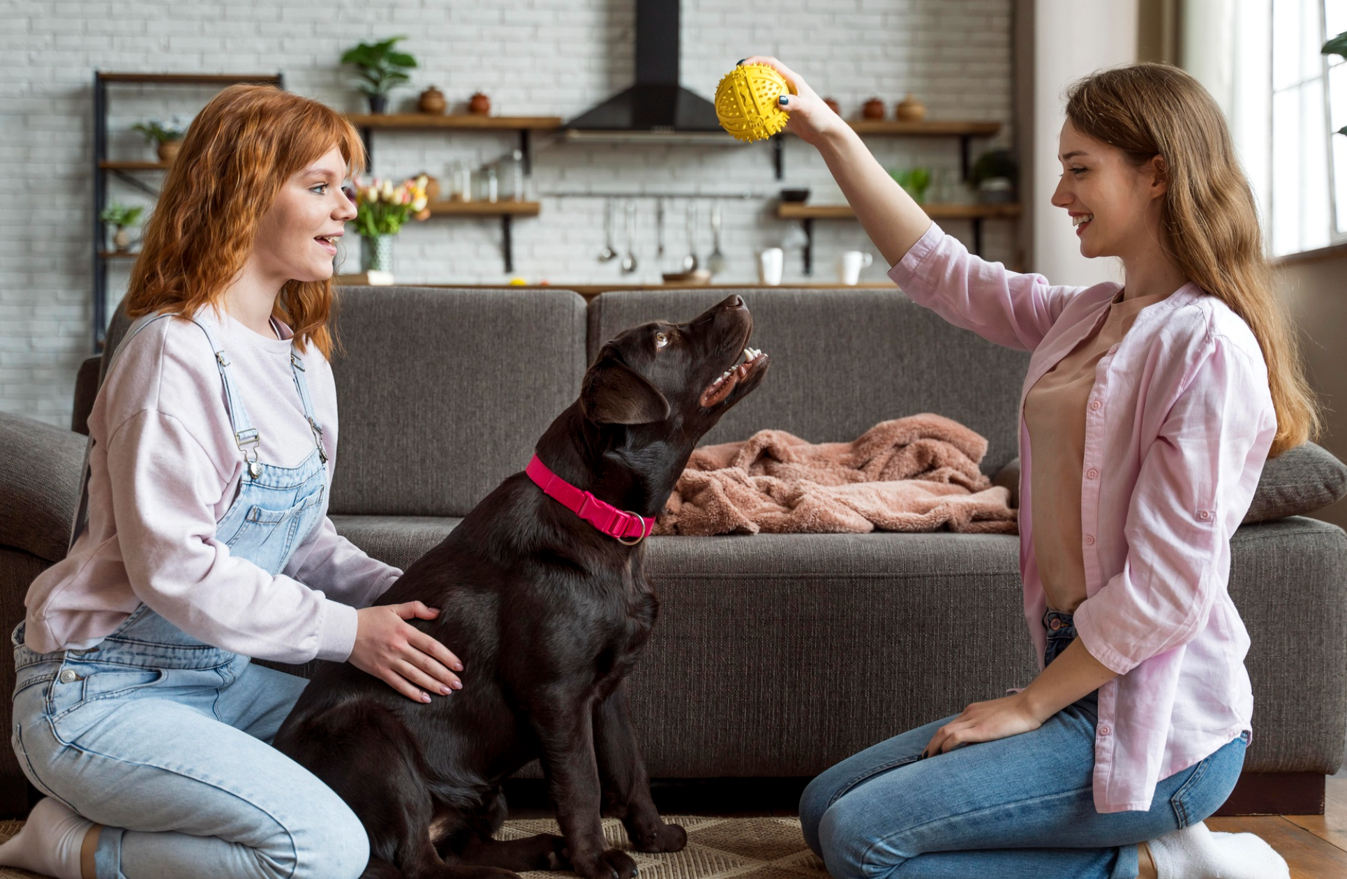 PawSwing Review: Comfortable and Practical Pet Essentials