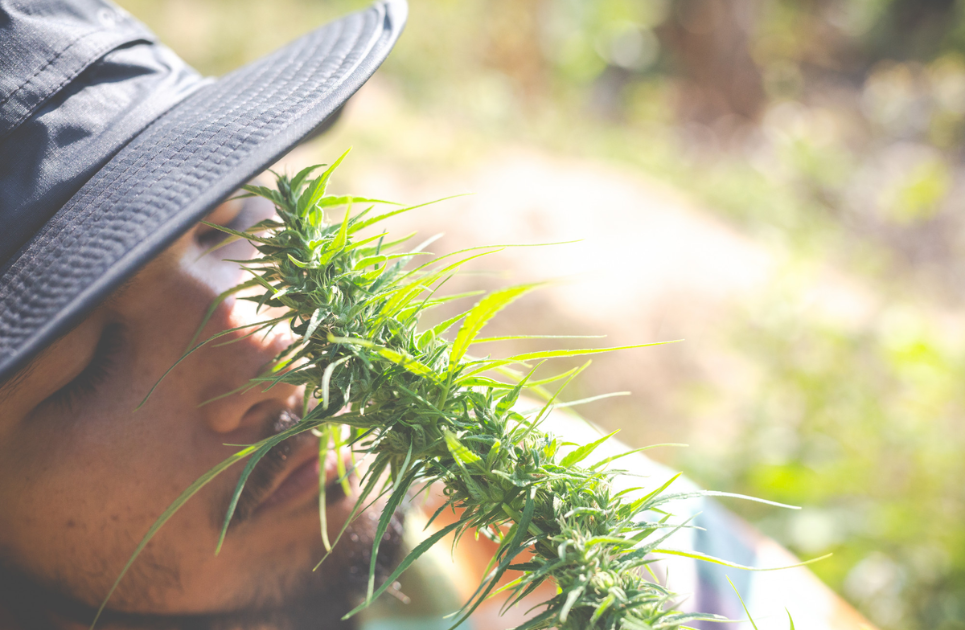 Top Picks by Endoca: Full-Spectrum Organic Hemp Guide